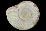 Perisphinctes Ammonite - Jurassic #100292-1